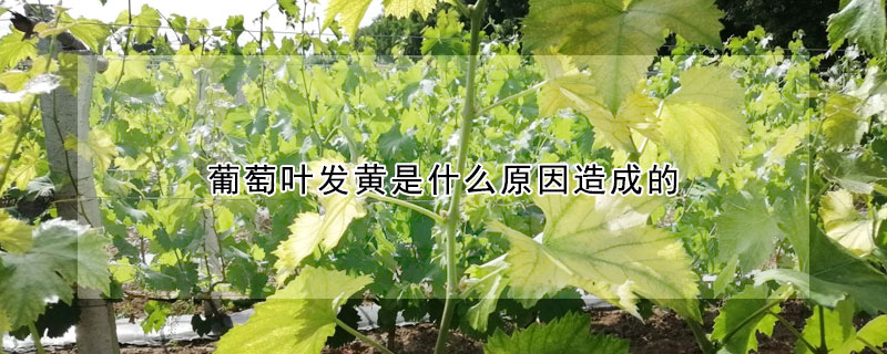 葡萄葉發(fā)黃是什么原因造成的