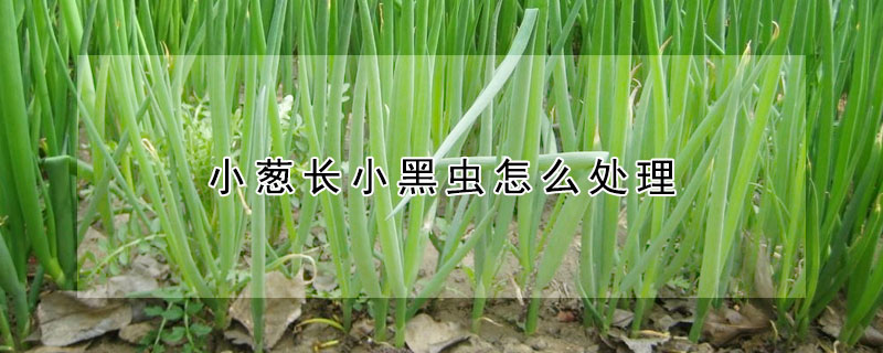 小蔥長(zhǎng)小黑蟲(chóng)怎么處理