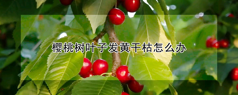 櫻桃樹葉子發黃干枯怎么辦