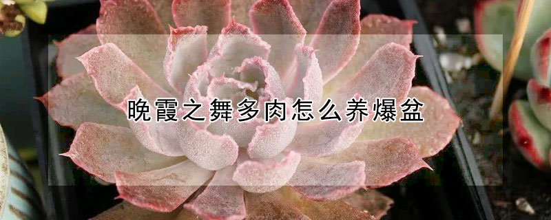 晚霞之舞多肉怎么養(yǎng)爆盆