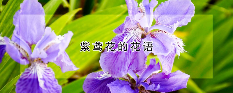 紫鳶花的花語