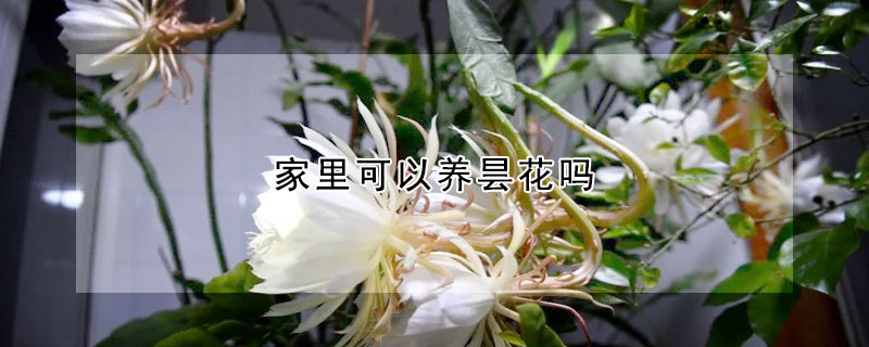 家里可以養(yǎng)曇花嗎