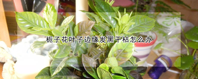 梔子花葉子邊緣發黑干枯怎么辦