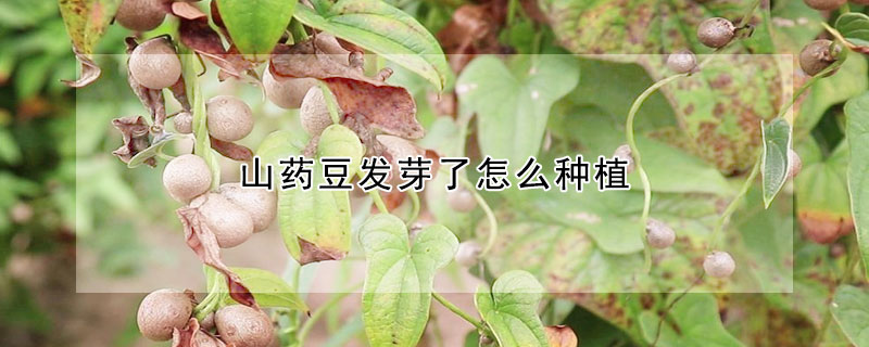 山藥豆發(fā)芽了怎么種植