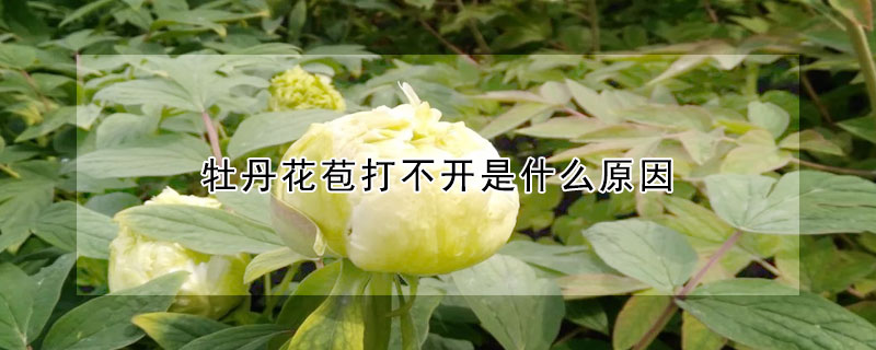 牡丹花苞打不開是什么原因