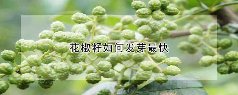 花椒籽如何發(fā)芽最快