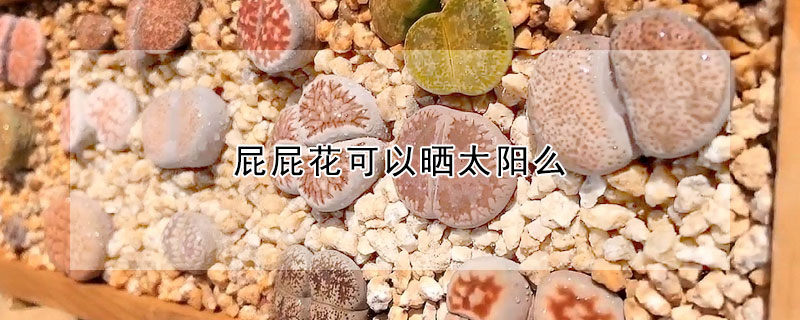 屁屁花可以曬太陽(yáng)么