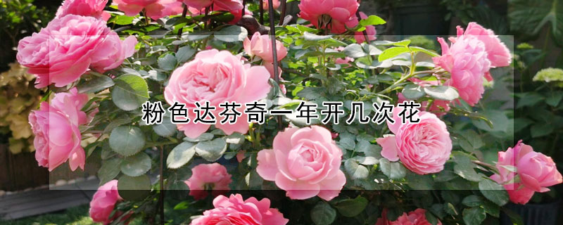 粉色達(dá)芬奇一年開(kāi)幾次花