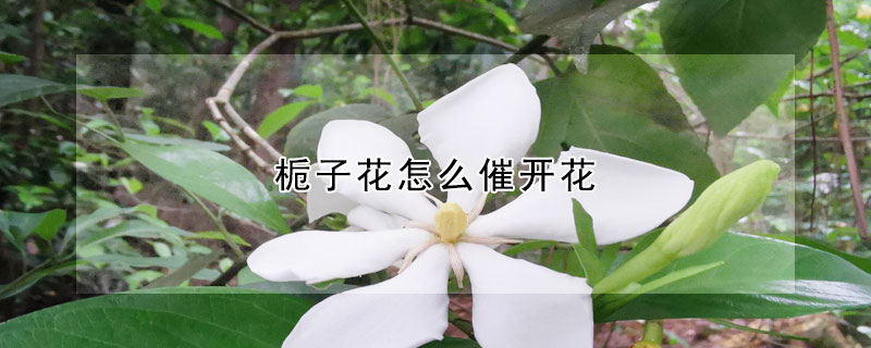 梔子花怎么催開花