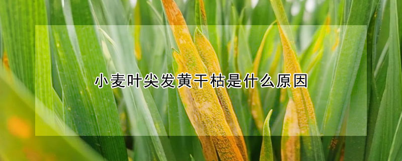 小麥葉尖發(fā)黃干枯是什么原因