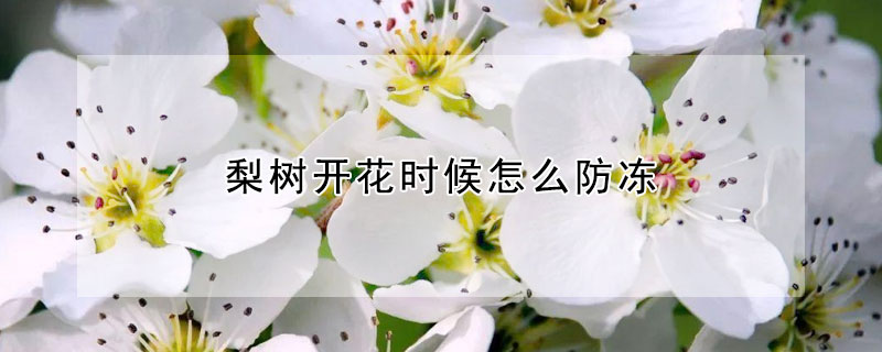 梨樹開花時候怎么防凍