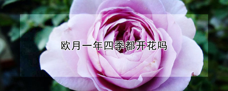 歐月一年四季都開花嗎