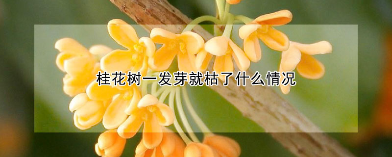 桂花樹一發(fā)芽就枯了什么情況