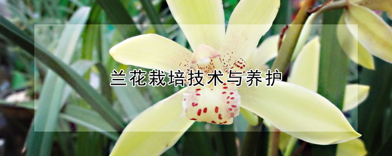 蘭花栽培技術(shù)與養(yǎng)護(hù)