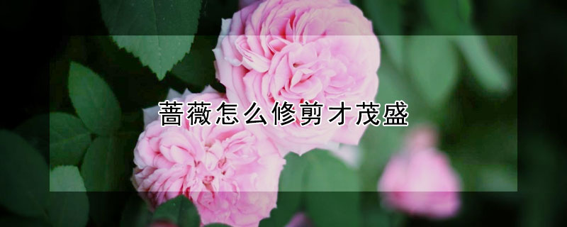 薔薇怎么修剪才茂盛