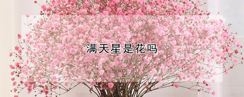 滿天星是花嗎