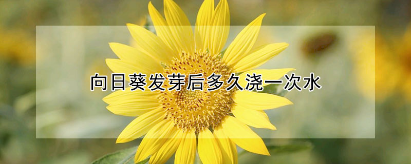 向日葵發芽后多久澆一次水