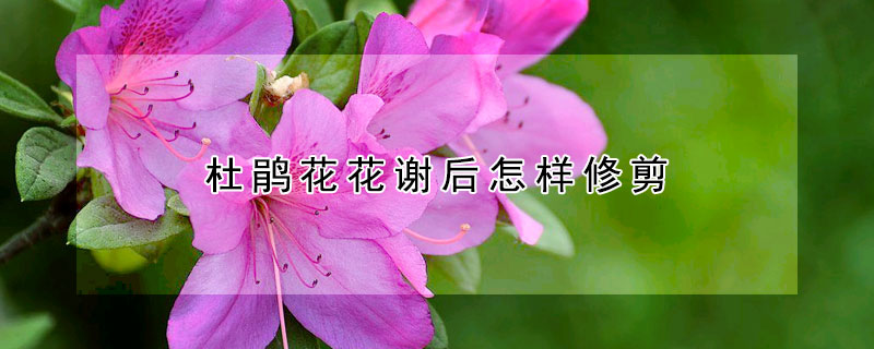 杜鵑花花謝后怎樣修剪