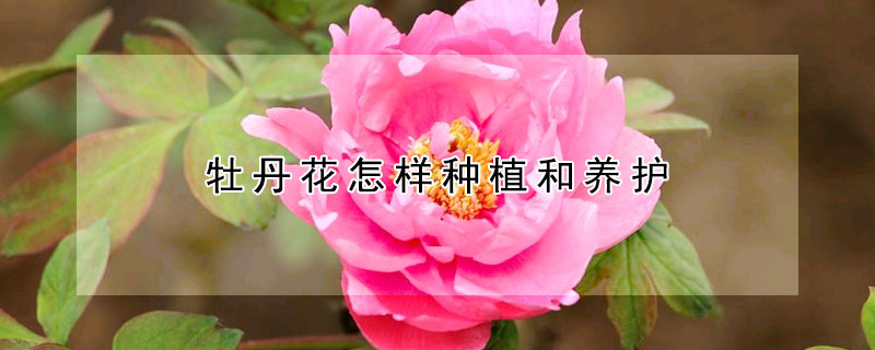 牡丹花怎樣種植和養(yǎng)護