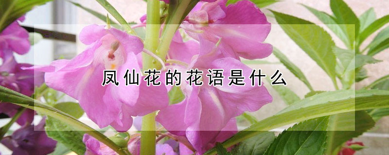 鳳仙花的花語是什么