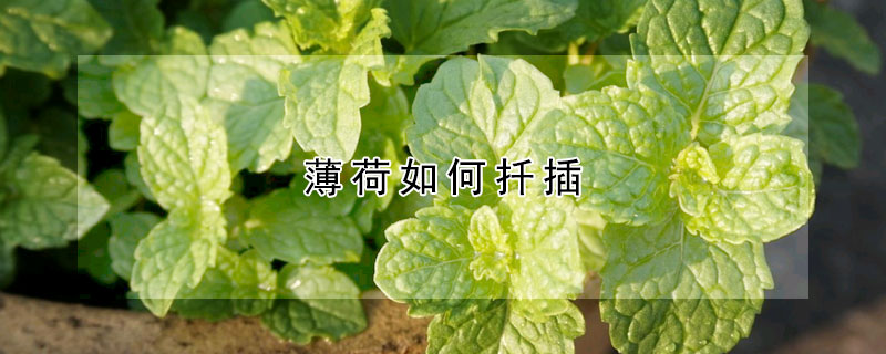 薄荷如何扦插