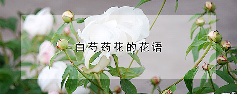 白芍藥花的花語