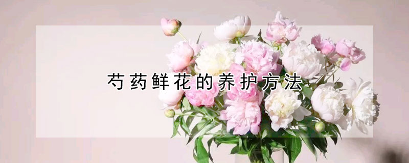 芍藥鮮花的養(yǎng)護方法