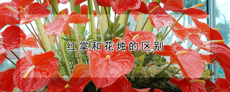 紅掌和花燭的區(qū)別