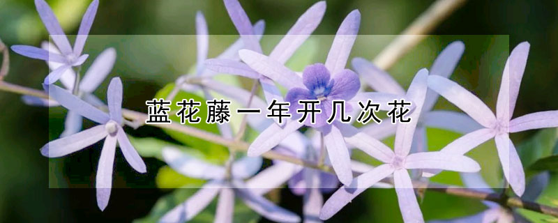 藍(lán)花藤一年開幾次花