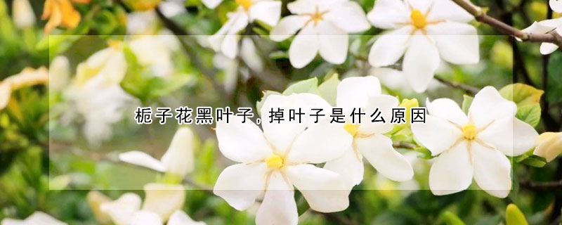 梔子花黑葉子,掉葉子是什么原因