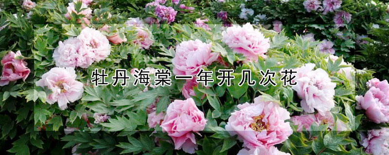 牡丹海棠一年開幾次花