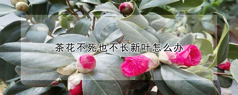 茶花不死也不長(zhǎng)新葉怎么辦