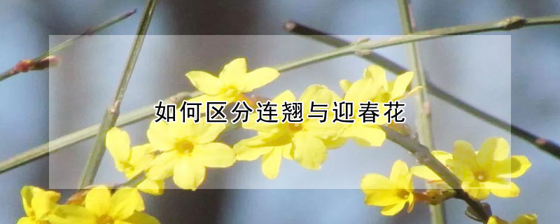 如何區分連翹與迎春花