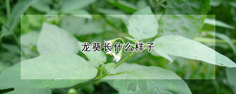 龍葵長什么樣子