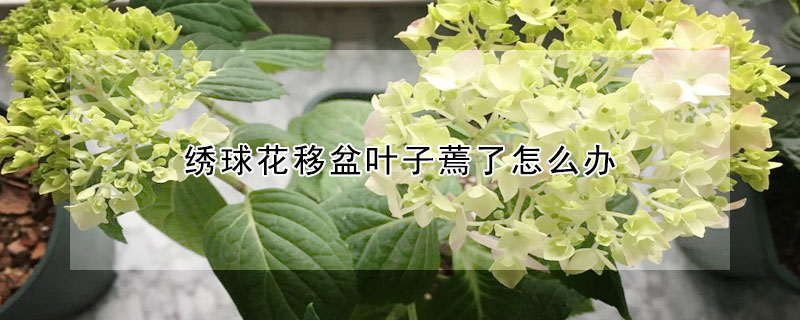 繡球花移盆葉子蔫了怎么辦