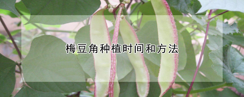 梅豆角種植時間和方法