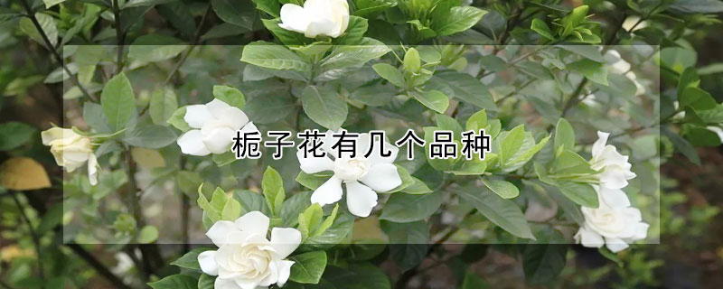 梔子花有幾個品種