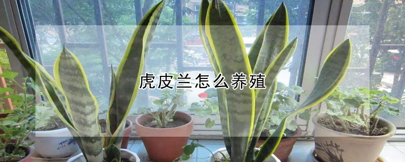 虎皮蘭怎么養殖