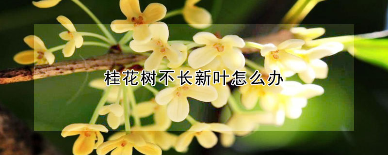 桂花樹(shù)不長(zhǎng)新葉怎么辦