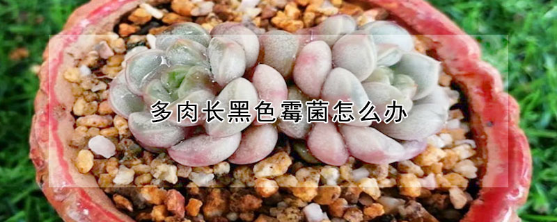 多肉長黑色霉菌怎么辦