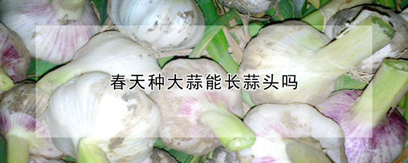 春天種大蒜能長(zhǎng)蒜頭嗎