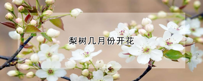 梨樹(shù)幾月份開(kāi)花