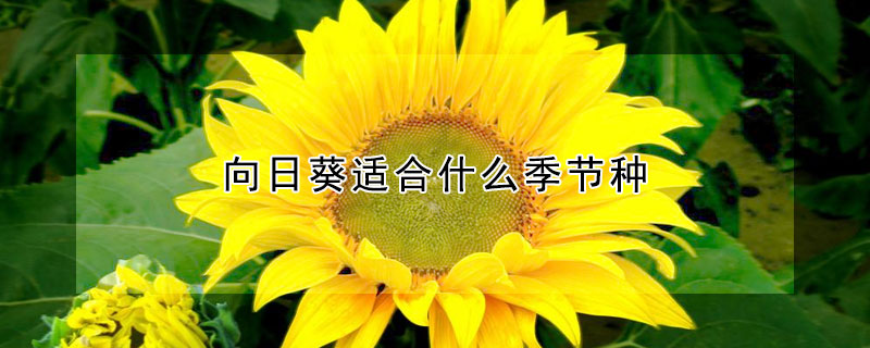 向日葵適合什么季節(jié)種