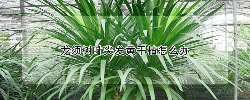 龍須樹葉尖發(fā)黃干枯怎么辦