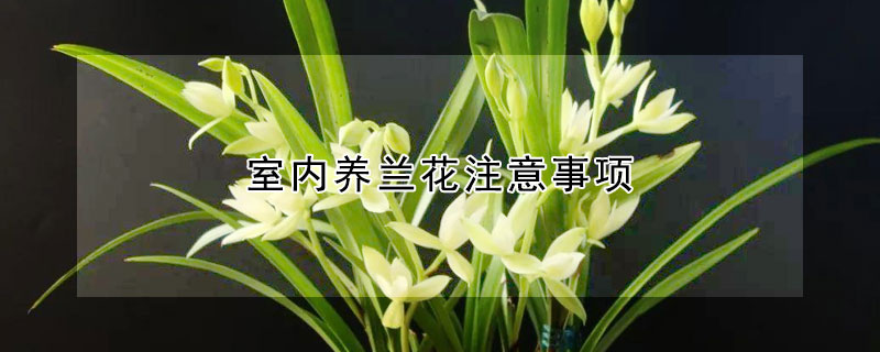 室內(nèi)養(yǎng)蘭花注意事項(xiàng)