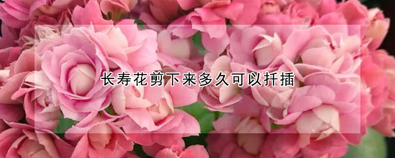 長壽花剪下來多久可以扦插