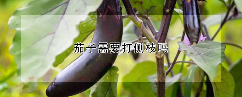 茄子需要打側(cè)枝嗎