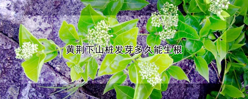 黃荊下山樁發芽多久能生根