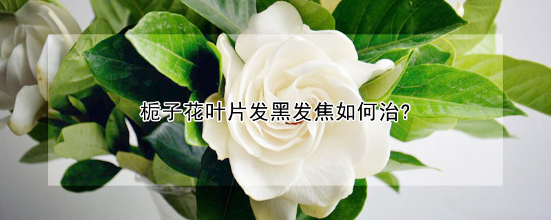 梔子花葉片發(fā)黑發(fā)焦如何治?