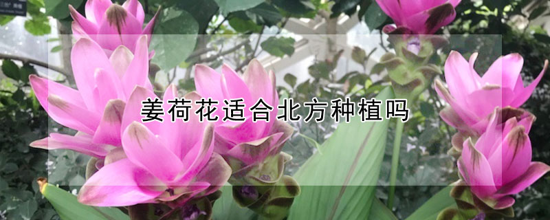 姜荷花適合北方種植嗎